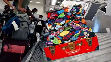 Man Caught Smuggling Over 200 Lizards Into Japan Hides Them in Socks