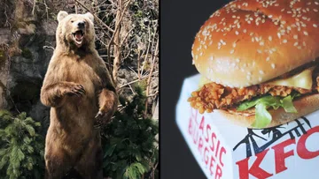 Bear Breaks Into Kentucky Home, Steals Woman's KFC Meal While She Slept