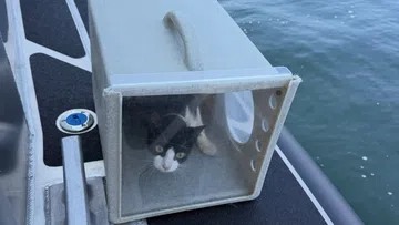 Abandoned Cat Colony Captured on Tacoma Beach Sailor Boat