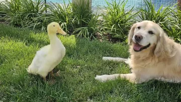 Golden Retriever Barley Recovers Spark from Seizure Medication Effects Thanks to Duck Louie